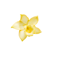 Vanilla / 65ml